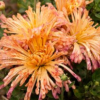 Peach centerpiece chrysanthemum. Flowers are peach colored with gold centers