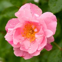 Summer waltz rose. Flower is light pink with a yellow center.