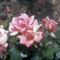 Viking Queen roses. Flowers are dusty pink.