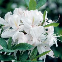 White lights azaleas. Flowers are white in color